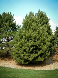 Сосна Чёрная (Pinus Nigra) купить по цене от 270.00р. в интернет-магазине «Посадика» с доставкой почтой в в Сызранье и по всей России – [изображение №1].