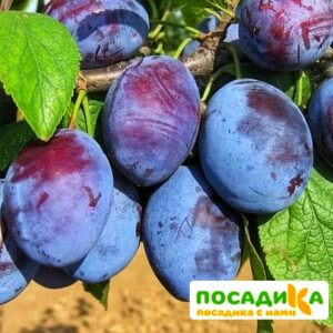 Слива Чачакская ранняя купить по цене от 229.00р. в интернет-магазине «Посадика» с доставкой почтой в в Сызранье и по всей России – [изображение №1].