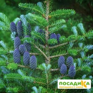 Пихта корейская (Abies koreana) купить по цене от 450.00р. в интернет-магазине «Посадика» с доставкой почтой в в Сызранье и по всей России – [изображение №1].