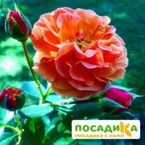 Роза Арабия купить по цене от 350.00р. в интернет-магазине «Посадика» с доставкой почтой в в Сызранье и по всей России – [изображение №1].