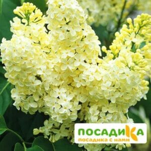 Сирень Примроуз (Primrose) купить по цене от 529.00р. в интернет-магазине «Посадика» с доставкой почтой в в Сызранье и по всей России – [изображение №1].