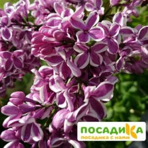 Сирень Сенсация купить по цене от 529.00р. в интернет-магазине «Посадика» с доставкой почтой в в Сызранье и по всей России – [изображение №1].