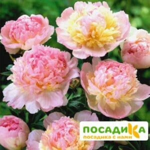 Пион Распберри Сандей (Paeonia Raspberry Sundae) купить по цене от 959р. в интернет-магазине «Посадика» с доставкой почтой в в Сызранье и по всей России – [изображение №1].