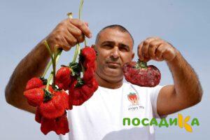 Клубника Гигант Джорнея купить по цене от 266р. в интернет-магазине «Посадика» с доставкой почтой в в Сызранье и по всей России – [изображение №1].