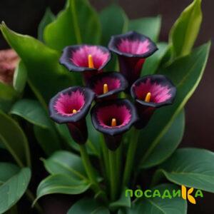 Калла Аура Лейс купить по цене от 400р. в интернет-магазине «Посадика» с доставкой почтой в в Сызранье и по всей России – [изображение №1].
