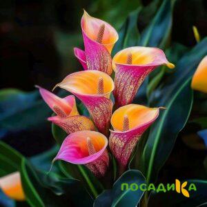 Калла Оникс купить по цене от 450р. в интернет-магазине «Посадика» с доставкой почтой в в Сызранье и по всей России – [изображение №1].