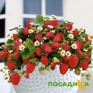 Клубника Рубиновый Шепот (горшечная) купить по цене от 240р. в интернет-магазине «Посадика» с доставкой почтой в в Сызранье и по всей России – [изображение №1].