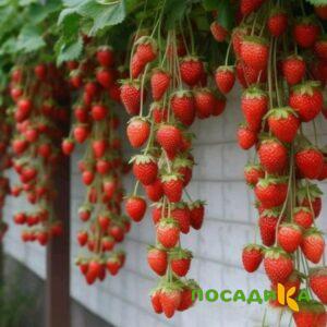Клубника вьющаяся Комплимент купить по цене от 470р. в интернет-магазине «Посадика» с доставкой почтой в в Сызранье и по всей России – [изображение №1].