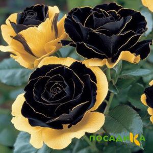 Роза Ханни Сикл купить по цене от 700р. в интернет-магазине «Посадика» с доставкой почтой в в Сызранье и по всей России – [изображение №1].