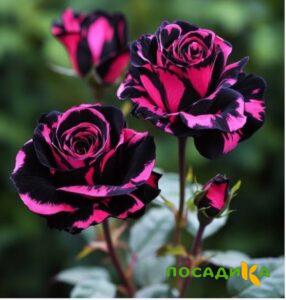 Роза Багровый Шепот купить по цене от 366р. в интернет-магазине «Посадика» с доставкой почтой в в Сызранье и по всей России – [изображение №1].