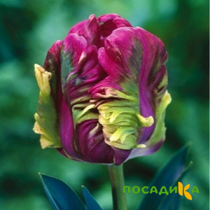 Тюльпан Экзотик Хэвен купить по цене от 186р. в интернет-магазине «Посадика» с доставкой почтой в в Сызранье и по всей России – [изображение №1].